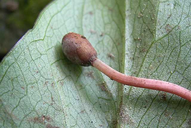 Cordyceps larvicola    Qulet